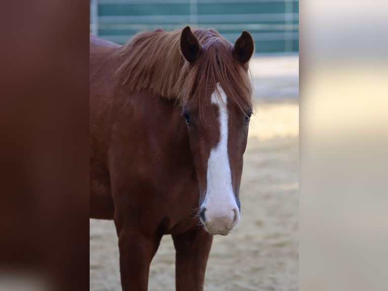 Deutsches Reitpony Stute 2 Jahre Fuchs in Nottuln