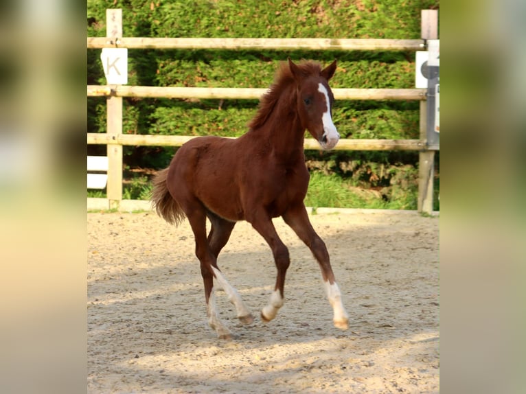 Deutsches Reitpony Stute 2 Jahre Fuchs in Nottuln