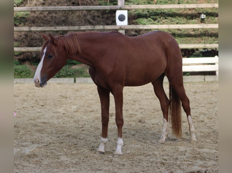 Deutsches Reitpony Stute 2 Jahre Fuchs in Nottuln