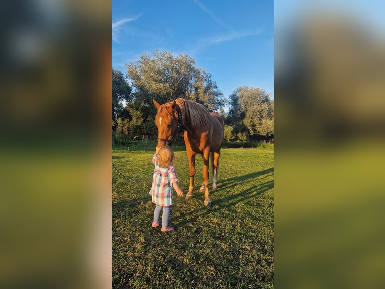 Deutsches Reitpony Stute 2 Jahre Fuchs in Rhinow