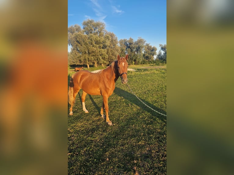 Deutsches Reitpony Stute 2 Jahre Fuchs in Rhinow