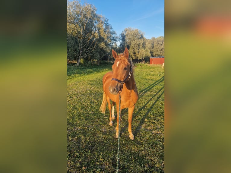 Deutsches Reitpony Stute 2 Jahre Fuchs in Rhinow