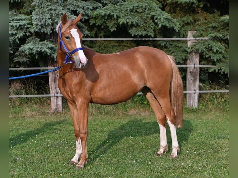 Deutsches Reitpony Stute 2 Jahre Fuchs in Reichenwalde