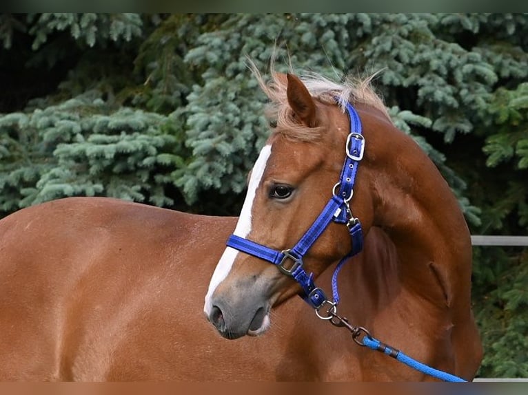 Deutsches Reitpony Stute 2 Jahre Fuchs in Reichenwalde
