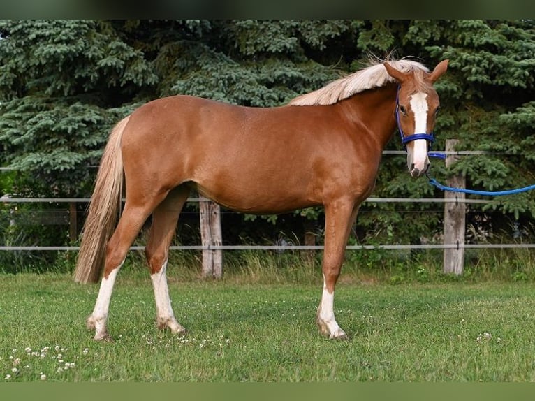 Deutsches Reitpony Stute 2 Jahre Fuchs in Reichenwalde