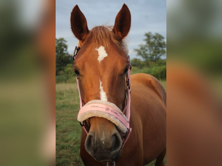 Deutsches Reitpony Stute 2 Jahre Fuchs in Bismark (Altmark)