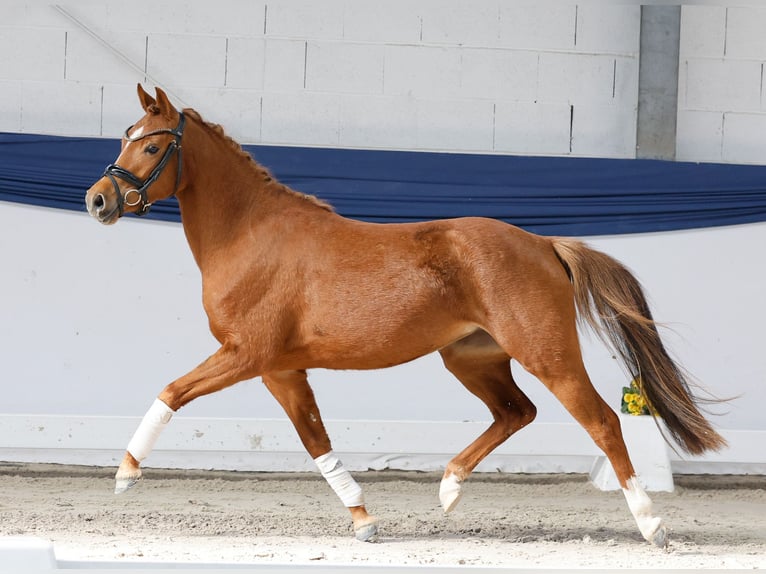 Deutsches Reitpony Stute 3 Jahre 133 cm Fuchs in Marsberg