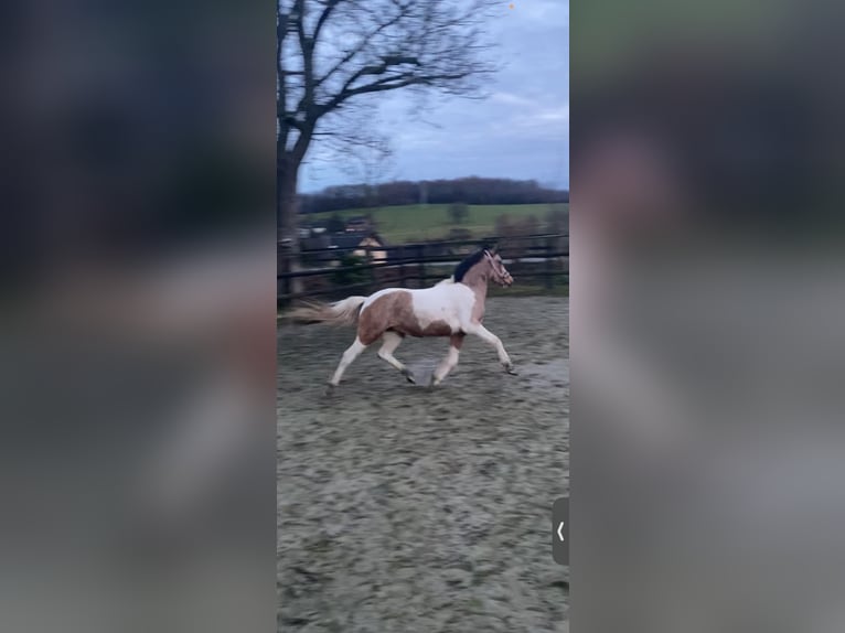 Deutsches Reitpony Mix Stute 3 Jahre 135 cm Buckskin in Wiehl