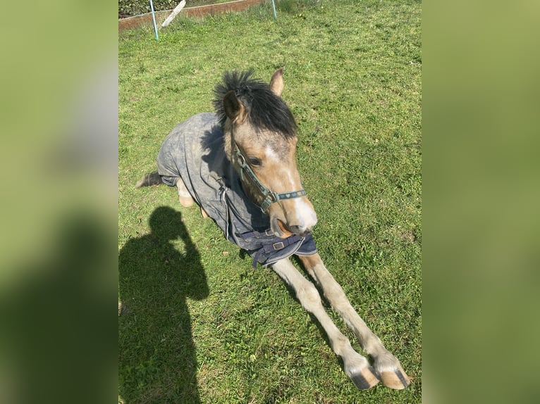 Deutsches Reitpony Mix Stute 3 Jahre 136 cm Buckskin in Wiehl
