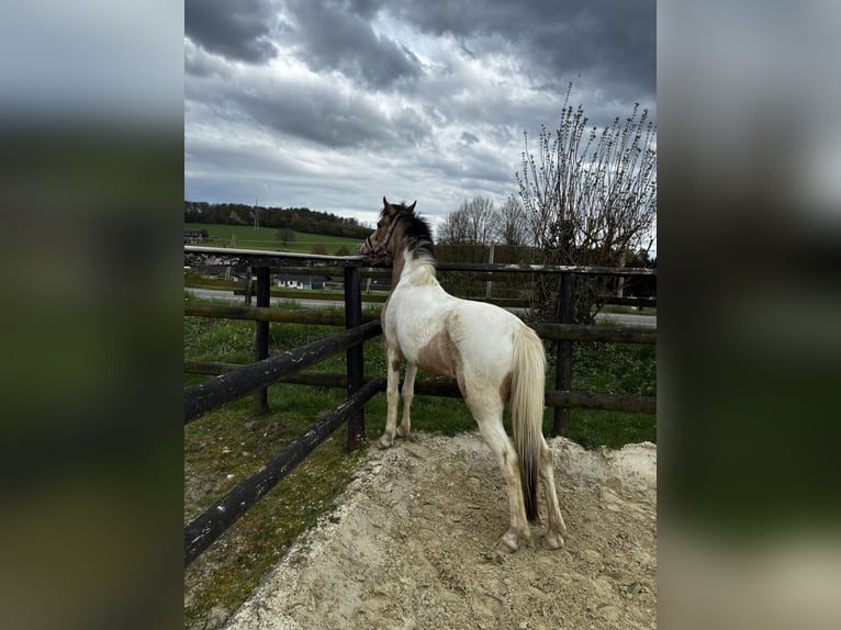 Deutsches Reitpony Mix Stute 3 Jahre 136 cm Buckskin in Wiehl