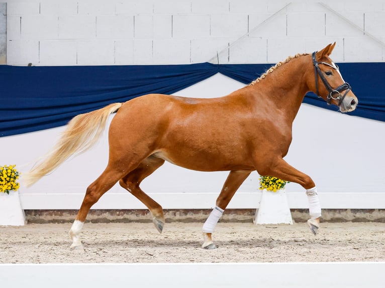 Deutsches Reitpony Stute 3 Jahre 136 cm Fuchs in Marsberg