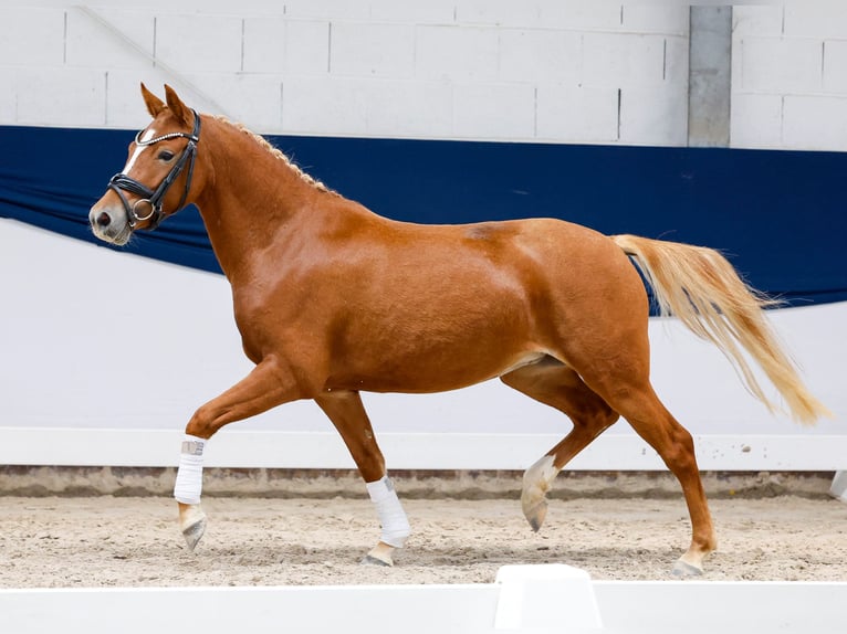 Deutsches Reitpony Stute 3 Jahre 136 cm Fuchs in Marsberg