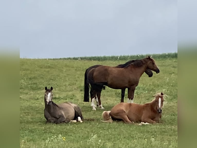 Deutsches Reitpony Stute 3 Jahre 138 cm Buckskin in Trochtelfingen
