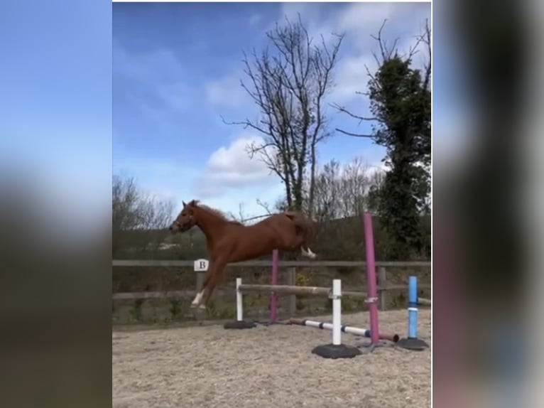Deutsches Reitpony Mix Stute 3 Jahre 138 cm Dunkelfuchs in Lincolnshire