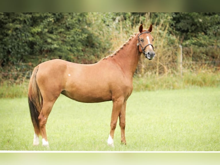 Deutsches Reitpony Mix Stute 3 Jahre 138 cm Dunkelfuchs in Lincolnshire