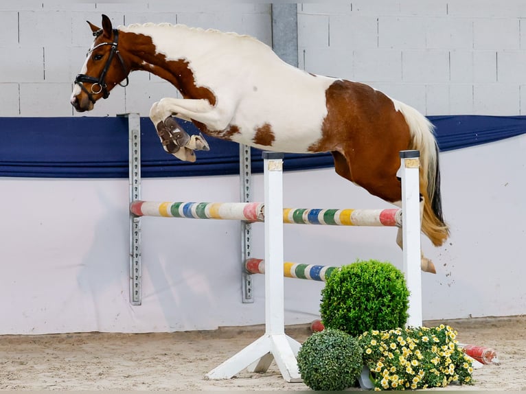 Deutsches Reitpony Stute 3 Jahre 138 cm Schecke in Marsberg