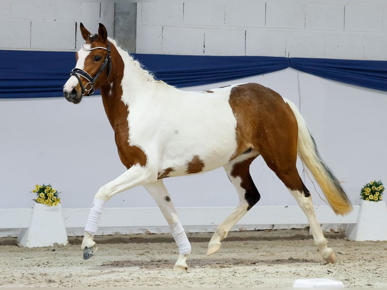 Deutsches Reitpony Stute 3 Jahre 138 cm Schecke in Marsberg