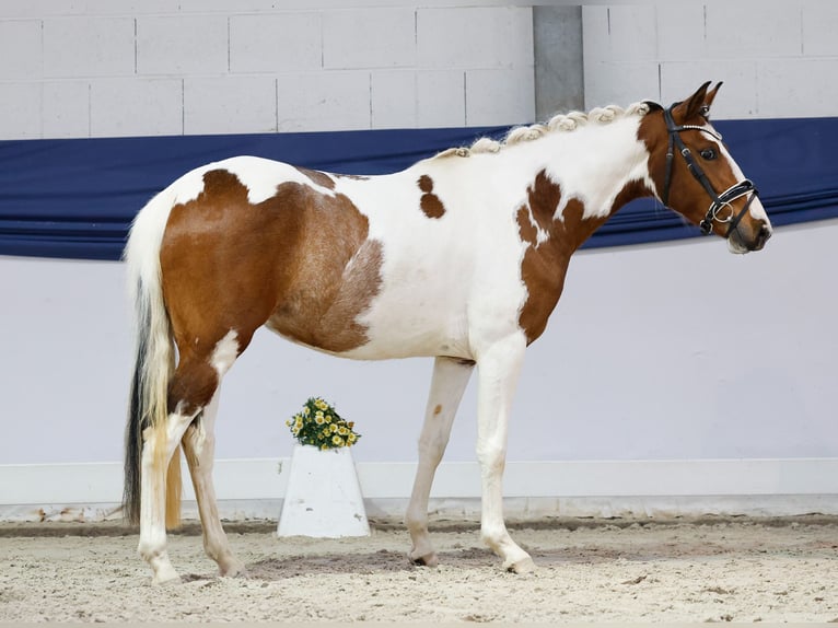 Deutsches Reitpony Stute 3 Jahre 138 cm Schecke in Marsberg