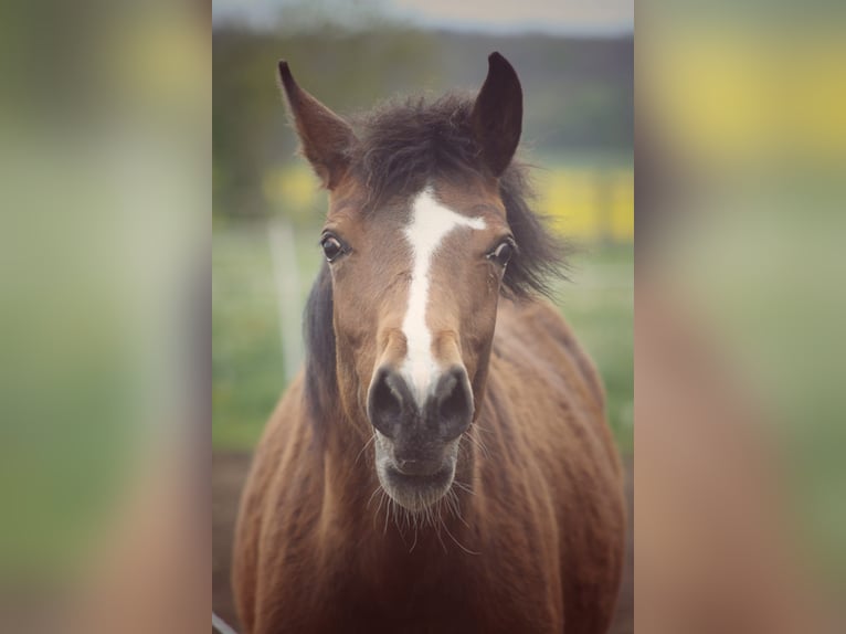 Deutsches Reitpony Stute 3 Jahre 139 cm Brauner in Niederzimmern