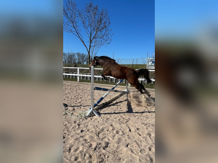 Deutsches Reitpony Stute 3 Jahre 139 cm Brauner in Niederzimmern