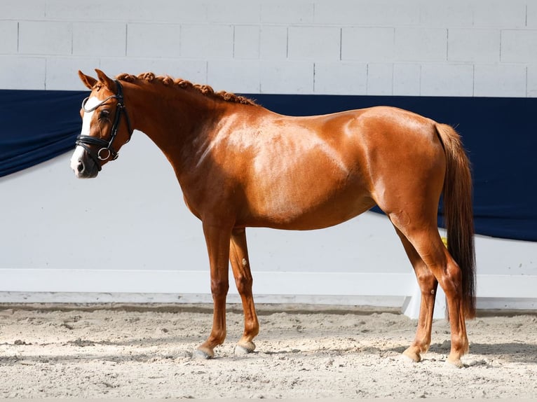 Deutsches Reitpony Stute 3 Jahre 139 cm Fuchs in Marsberg