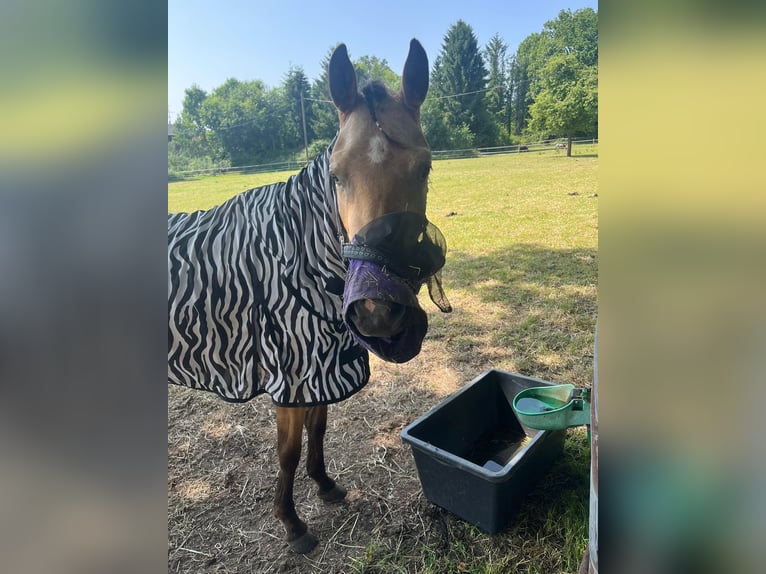 Deutsches Reitpony Mix Stute 3 Jahre 140 cm Buckskin in Raesfeld