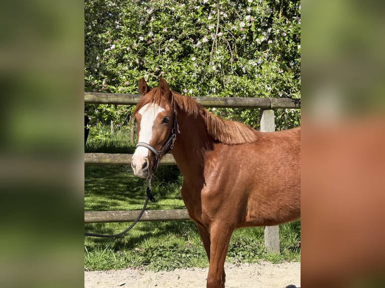 Deutsches Reitpony Stute 3 Jahre 140 cm Fuchs in TwistringenTwistringen
