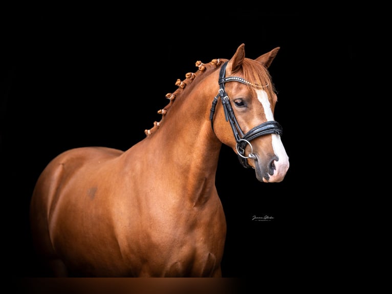 Deutsches Reitpony Stute 3 Jahre 140 cm Fuchs in Anhausen