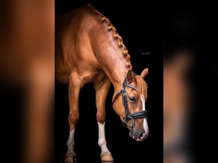Deutsches Reitpony Stute 3 Jahre 140 cm Fuchs in Anhausen