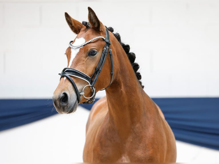 Deutsches Reitpony Stute 3 Jahre 141 cm Brauner in Marsberg