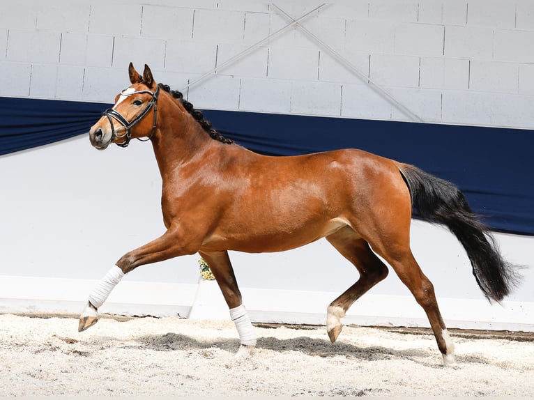 Deutsches Reitpony Stute 3 Jahre 141 cm Brauner in Marsberg