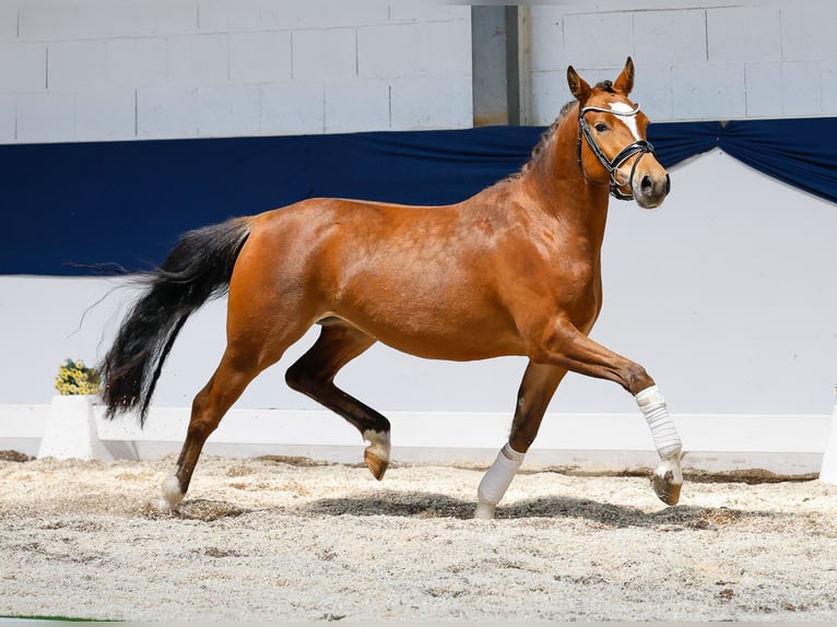 Deutsches Reitpony Stute 3 Jahre 141 cm Brauner in Marsberg