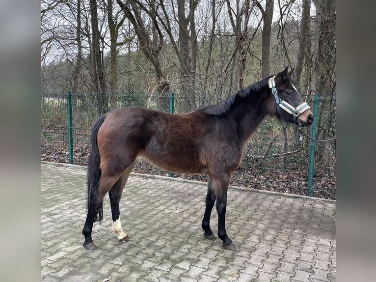 Deutsches Reitpony Stute 3 Jahre 141 cm Brauner in Verl