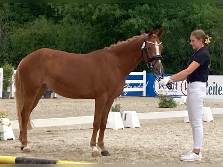Deutsches Reitpony Stute 3 Jahre 141 cm Fuchs in Trochtelfingen