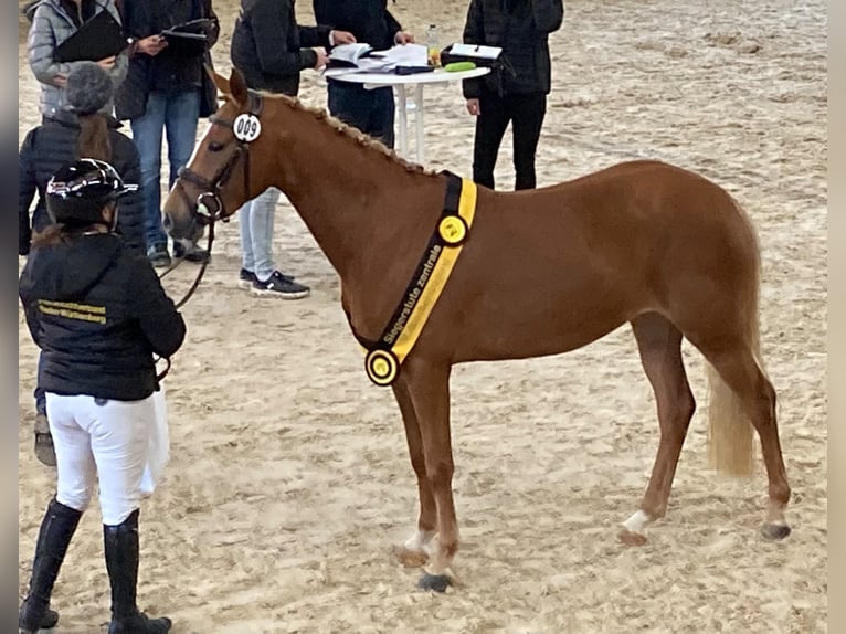 Deutsches Reitpony Stute 3 Jahre 141 cm Fuchs in Trochtelfingen