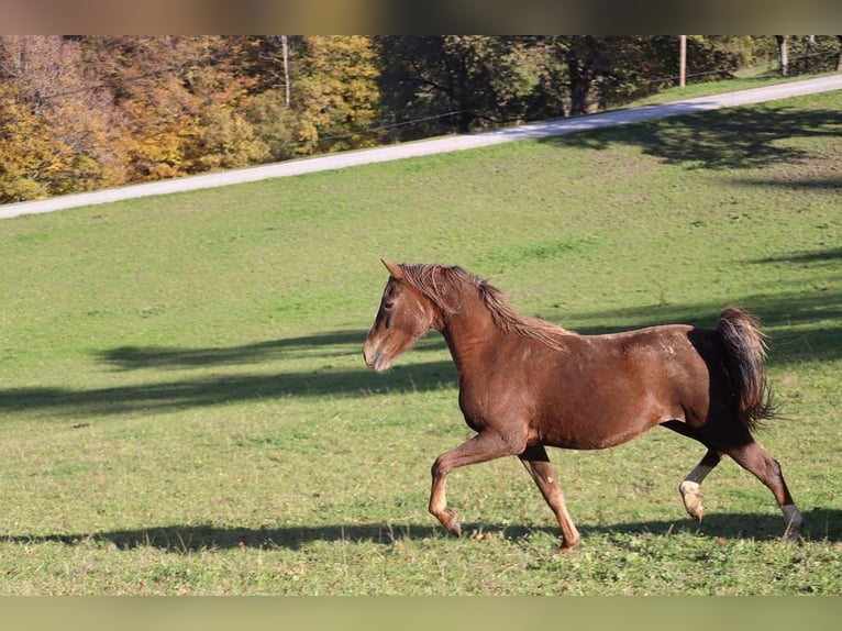 Deutsches Reitpony Stute 3 Jahre 141 cm Fuchs in St.Georgen an der Leys