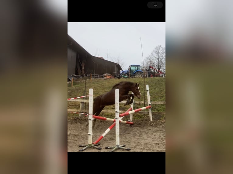 Deutsches Reitpony Stute 3 Jahre 141 cm Fuchs in St.Georgen an der Leys
