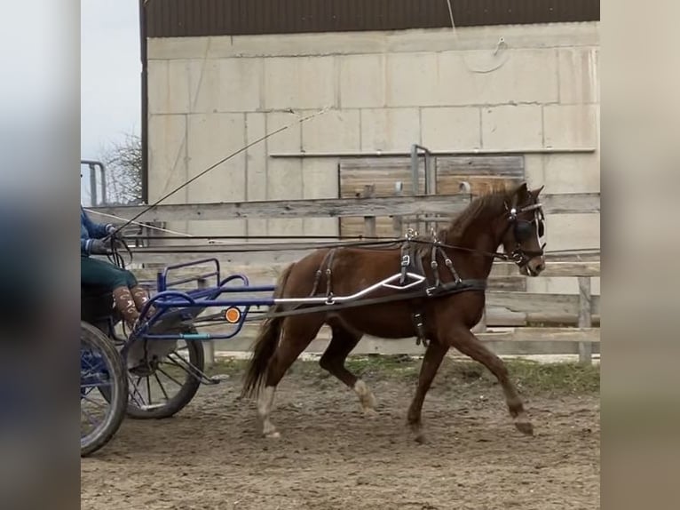 Deutsches Reitpony Stute 3 Jahre 141 cm Fuchs in St.Georgen an der Leys
