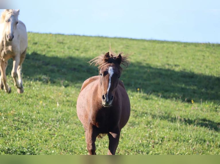 Deutsches Reitpony Stute 3 Jahre 141 cm Fuchs in St.Georgen an der Leys