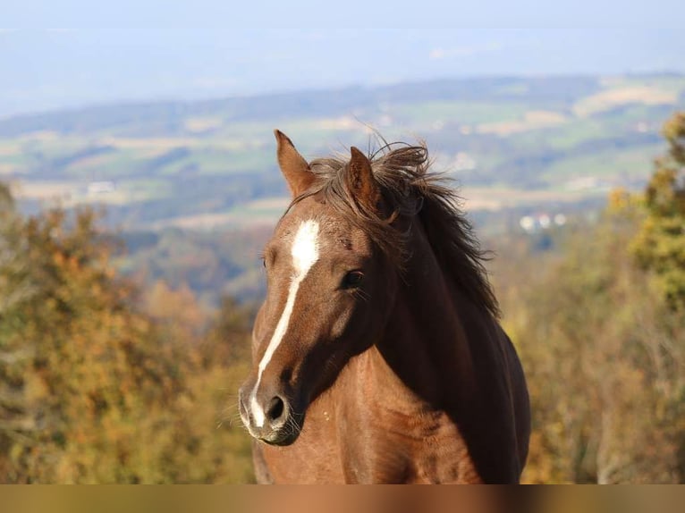 Deutsches Reitpony Stute 3 Jahre 141 cm Fuchs in St.Georgen an der Leys
