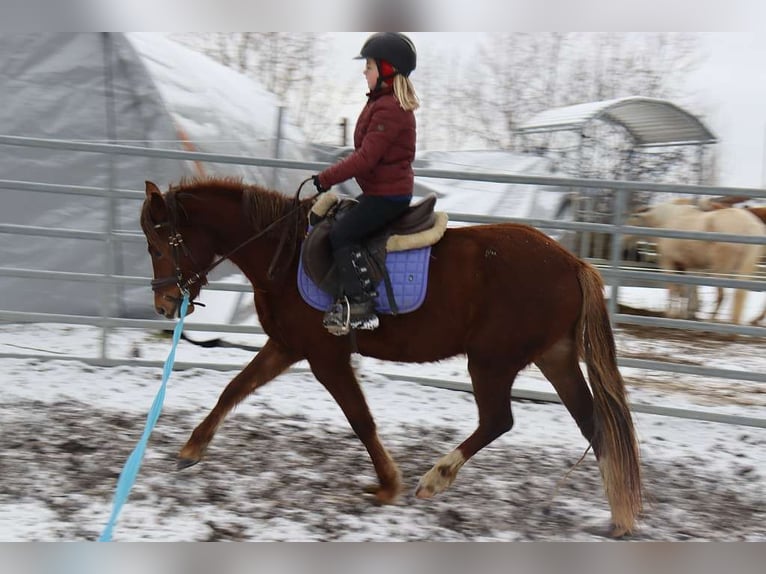 Deutsches Reitpony Stute 3 Jahre 141 cm Fuchs in St.Georgen an der Leys
