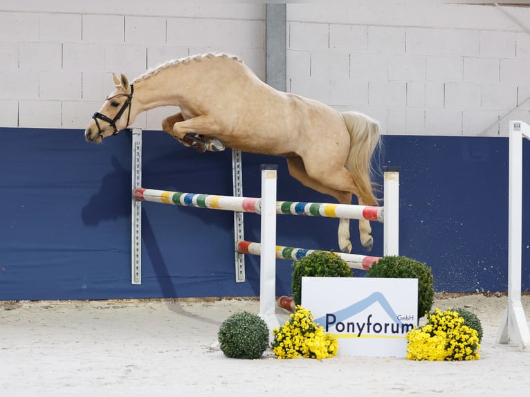 Deutsches Reitpony Stute 3 Jahre 141 cm Palomino in Marsberg