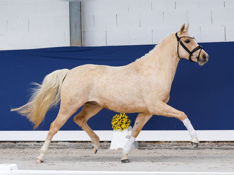 Deutsches Reitpony Stute 3 Jahre 141 cm Palomino in Marsberg