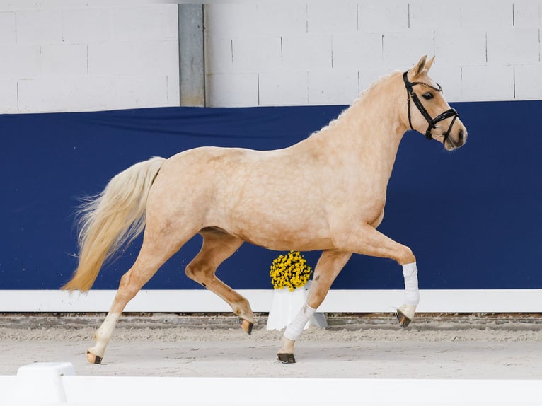 Deutsches Reitpony Stute 3 Jahre 141 cm Palomino in Marsberg