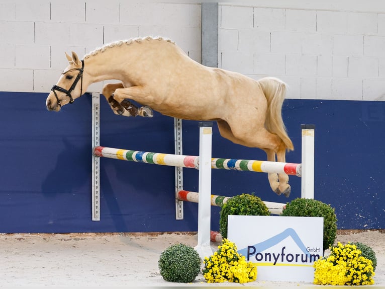 Deutsches Reitpony Stute 3 Jahre 141 cm Palomino in Marsberg