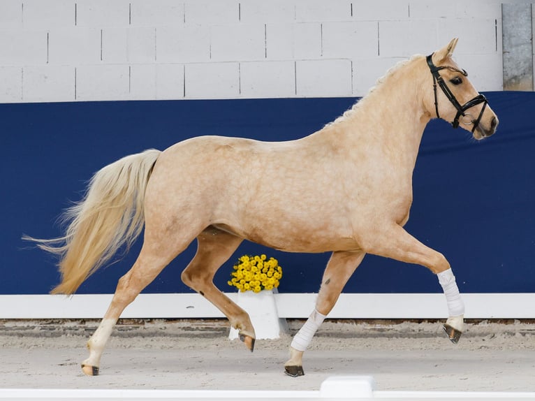 Deutsches Reitpony Stute 3 Jahre 141 cm Palomino in Marsberg