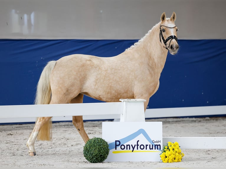 Deutsches Reitpony Stute 3 Jahre 141 cm Palomino in Marsberg