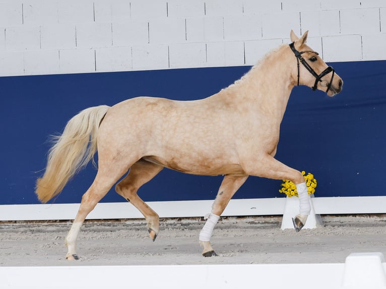 Deutsches Reitpony Stute 3 Jahre 141 cm Palomino in Marsberg