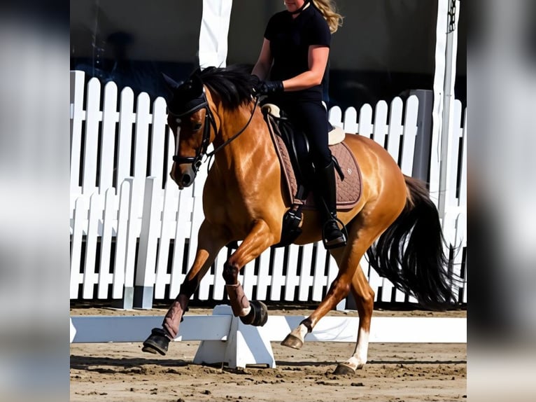 Deutsches Reitpony Stute 3 Jahre 141 cm Red Dun in Großenkneten