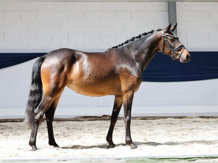 Deutsches Reitpony Stute 3 Jahre 142 cm Brauner in Marsberg